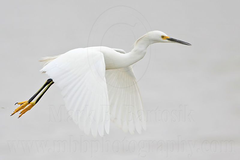 _MG_8107 Snowy Egret.jpg