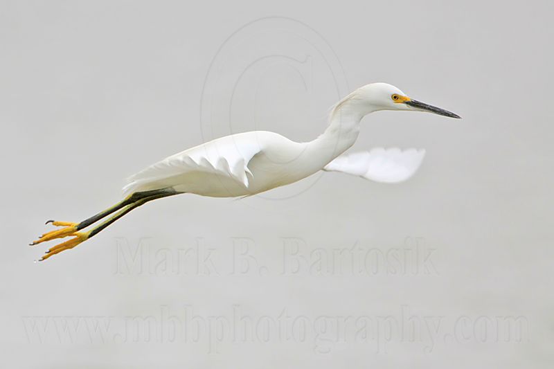 _MG_8108 Snowy Egret.jpg