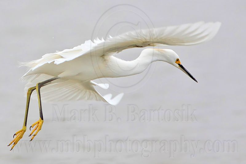 _MG_8383 Snowy Egret.jpg