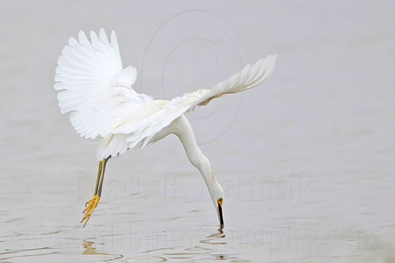 _MG_8384 Snowy Egret.jpg