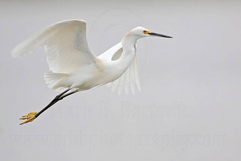 _MG_8398 Snowy Egret.jpg