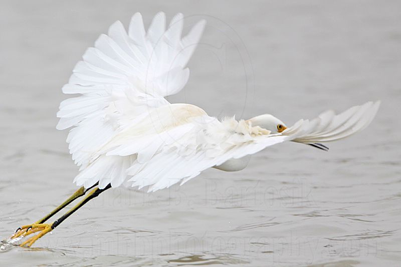 _MG_8406 Snowy Egret.jpg