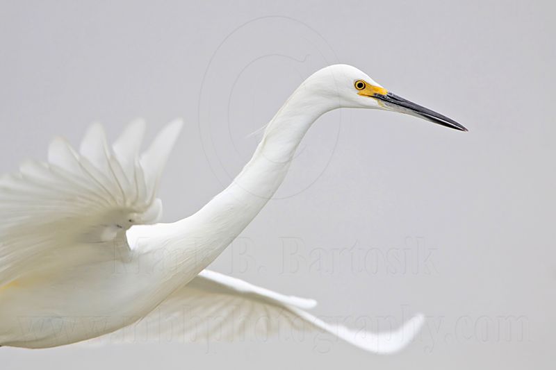 _MG_8578 Snowy Egret.jpg