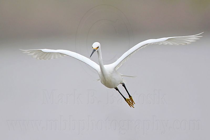 _MG_8683 Snowy Egret.jpg