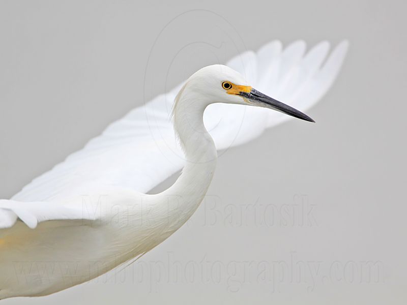 _MG_8725 Snowy Egret.jpg