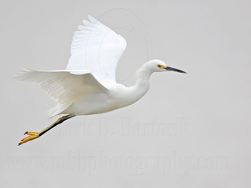 _MG_9050 Snowy Egret.jpg