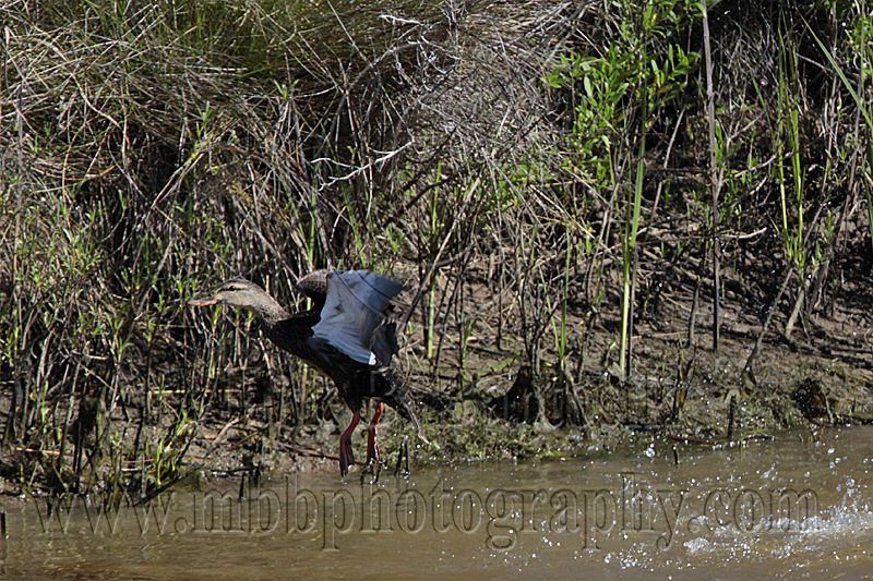 _MG_3051 800.jpg