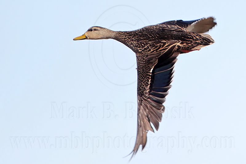 _MG_3032 Mottled Duck.jpg