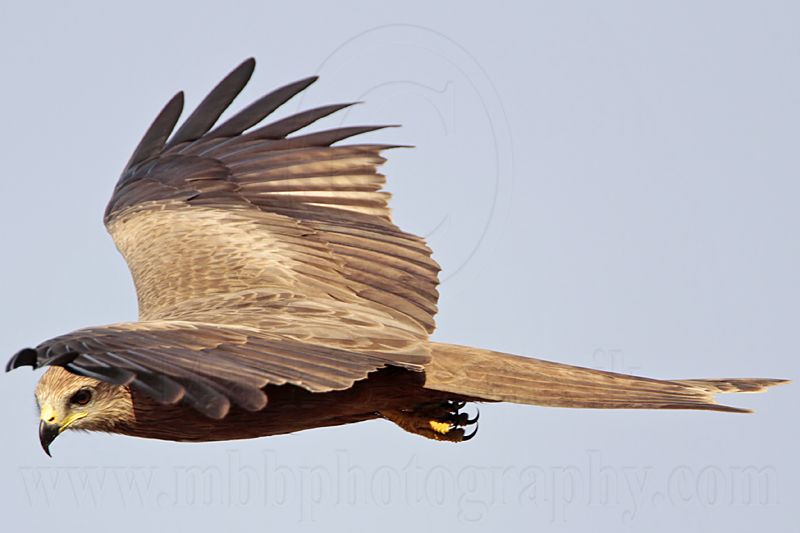 Black Kite_2772.jpg