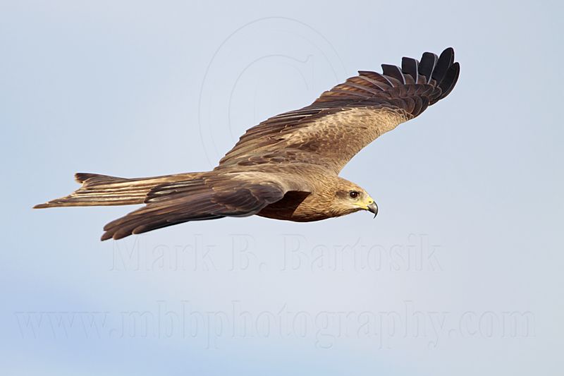 Black Kite_2834.jpg