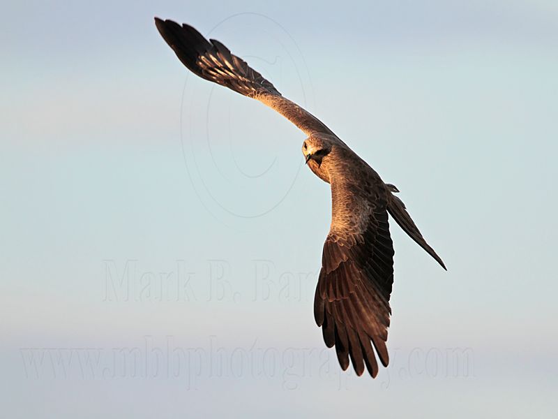 Black Kite_3837.jpg