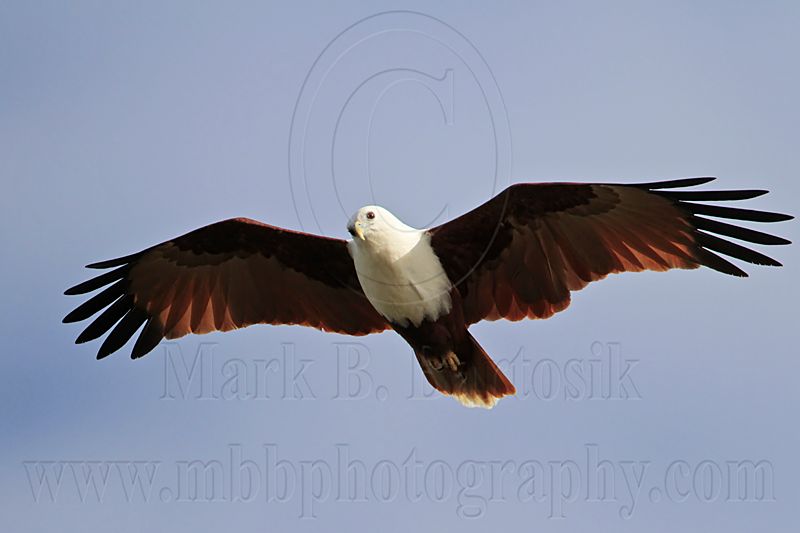 Brahminy Kite_1997 .jpg