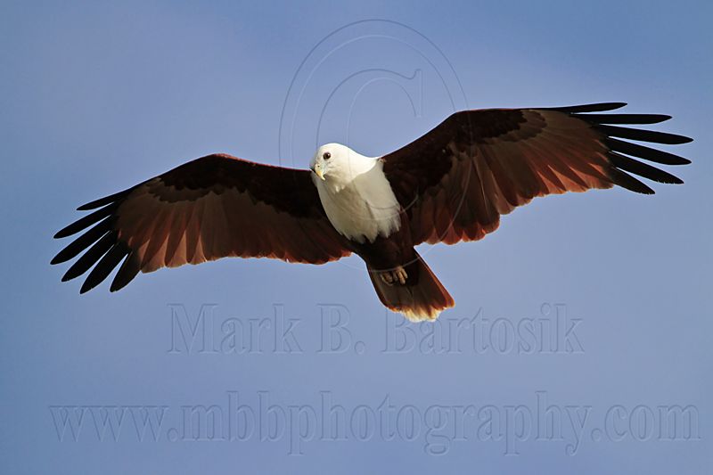 Brahminy Kite_2000 .jpg