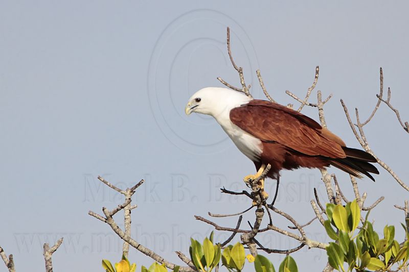 Brahminy Kite_2032 .jpg