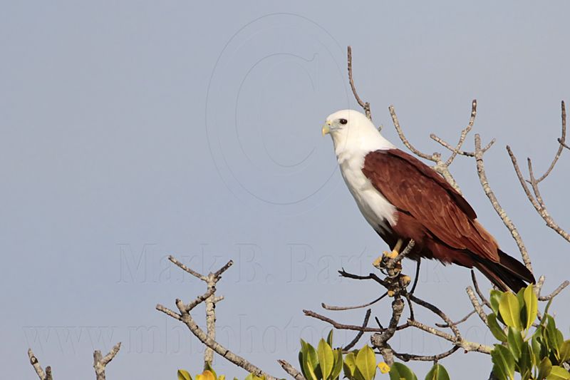 Brahminy Kite_2040 .jpg