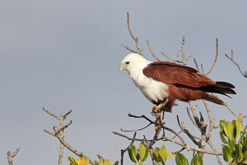 Brahminy Kite_2054 .jpg