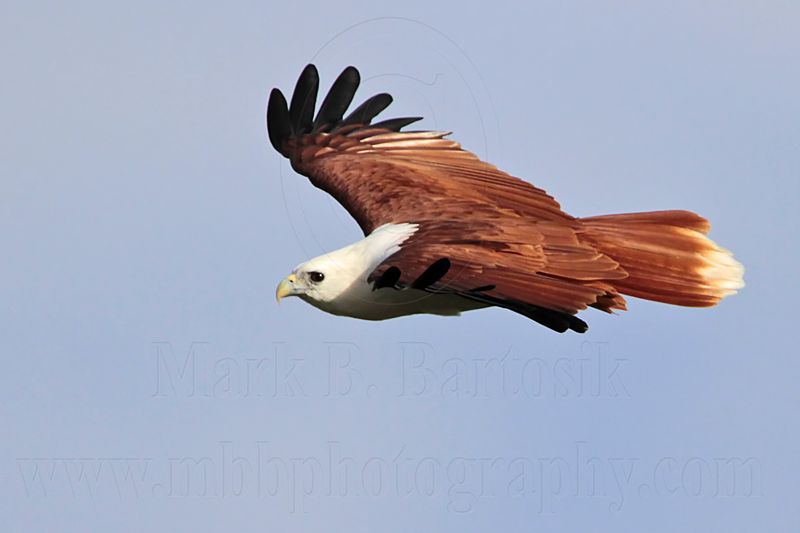 Brahminy Kite_2111 .jpg