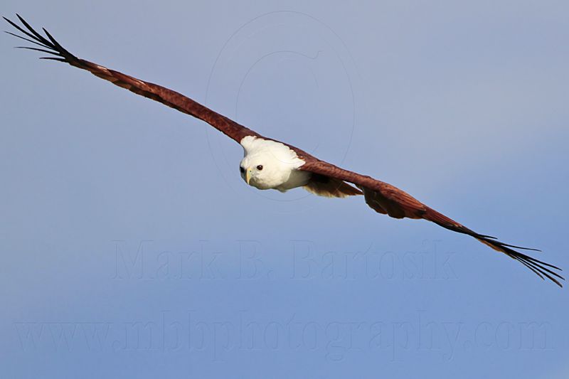 Brahminy Kite_2120 .jpg
