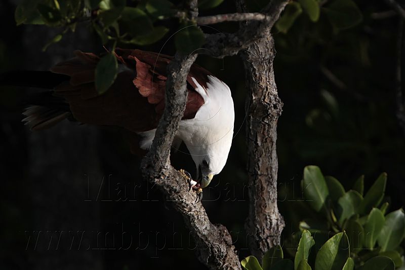 Brahminy Kite_2368 .jpg