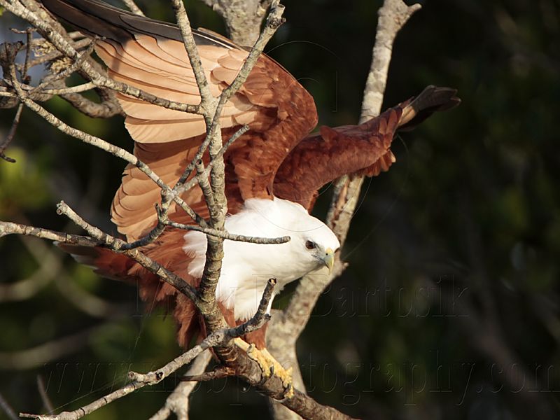 Brahminy Kite_3467 .jpg