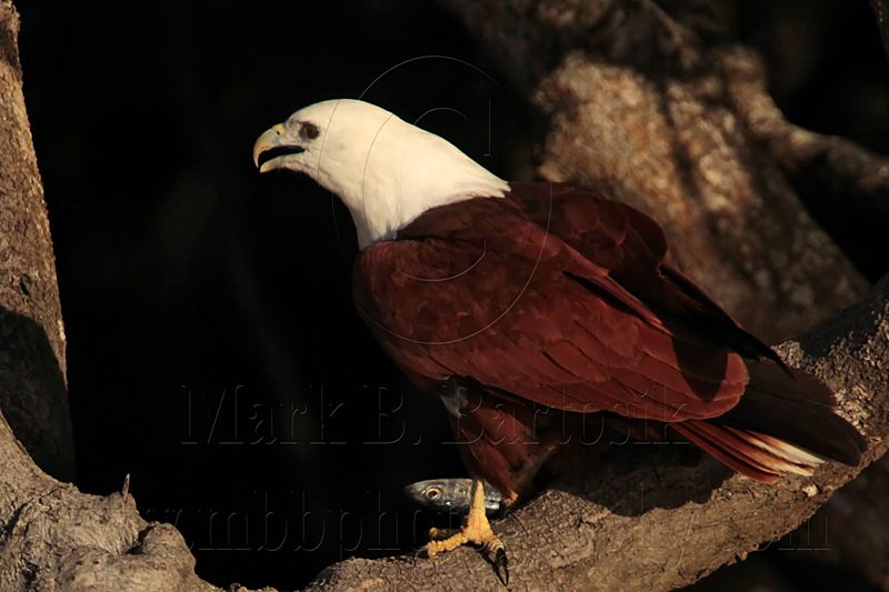 Brahminy Kite_3675 .jpg