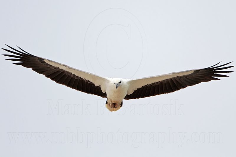 White-bellied Sea-Eagle_0886.jpg