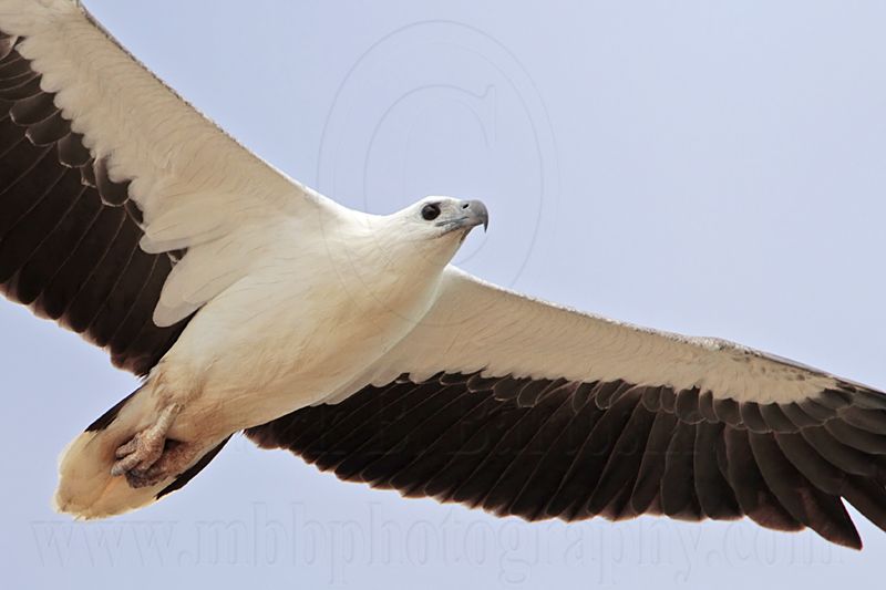 White-bellied Sea-Eagle_0901.jpg