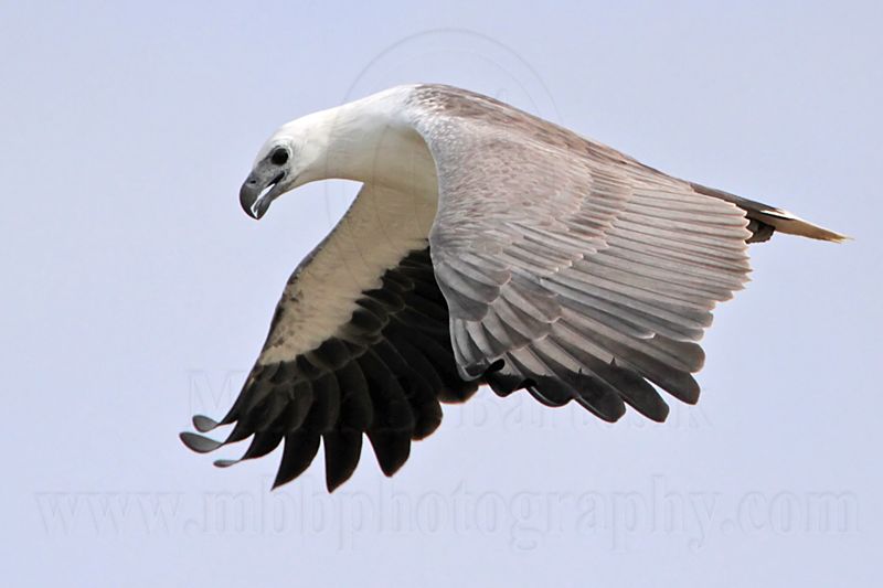 White-bellied Sea-Eagle_1485.jpg