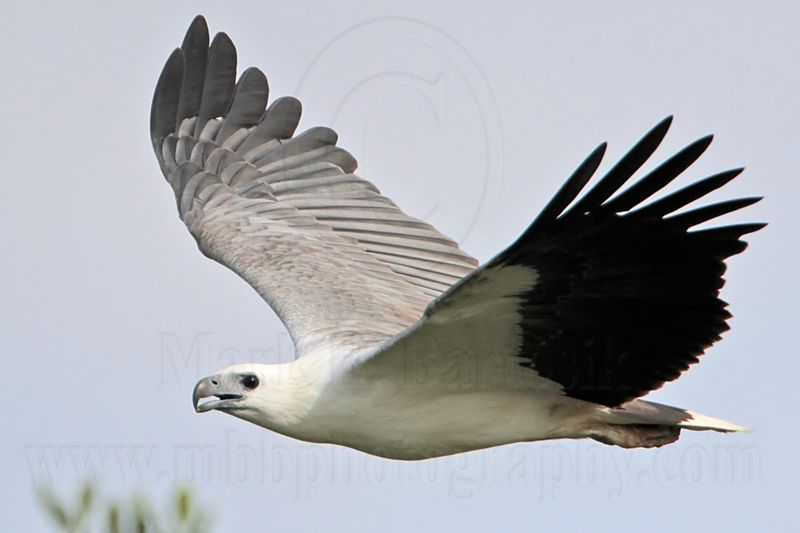 White-bellied Sea-Eagle_1514.jpg