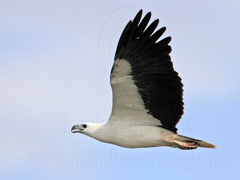 White-bellied Sea-Eagle_1524.jpg