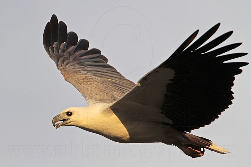 White-bellied Sea-Eagle_3962.jpg