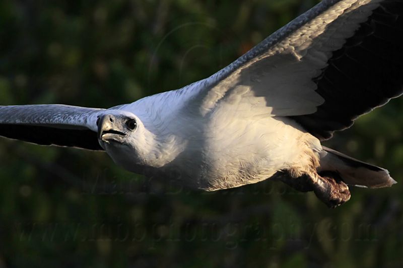 White-bellied Sea-Eagle_3999.jpg