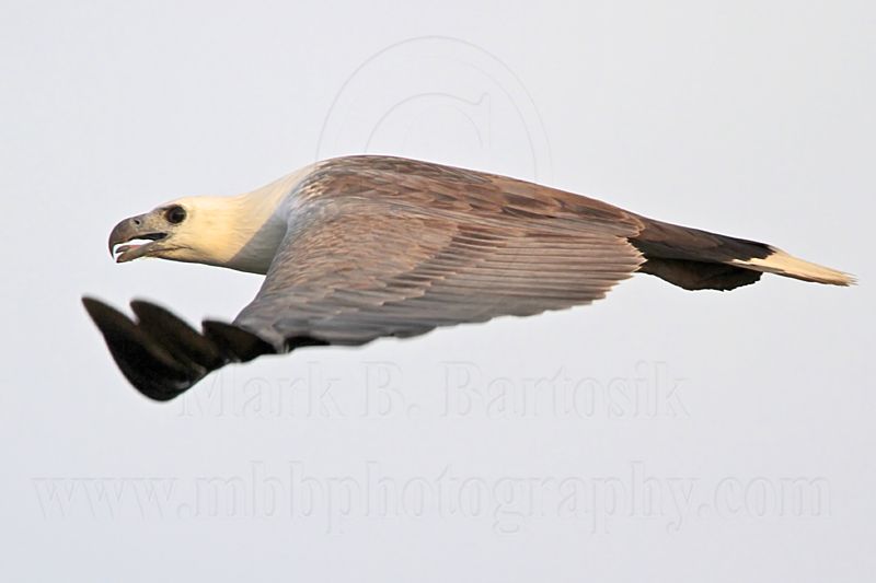 White-bellied Sea-Eagle_4036.jpg