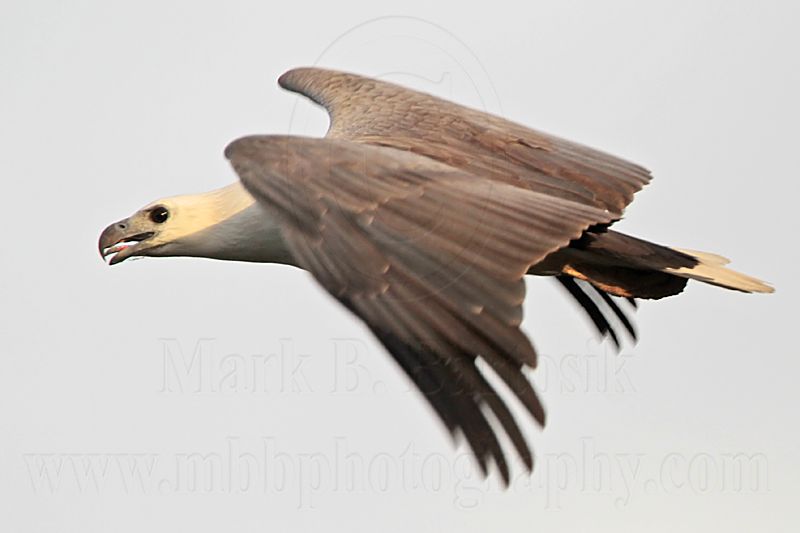 White-bellied Sea-Eagle_4039.jpg