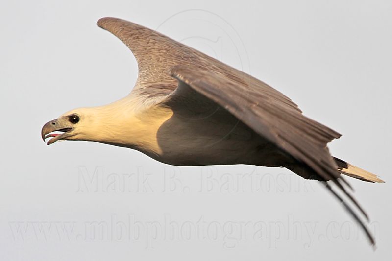 White-bellied Sea-Eagle_4046.jpg