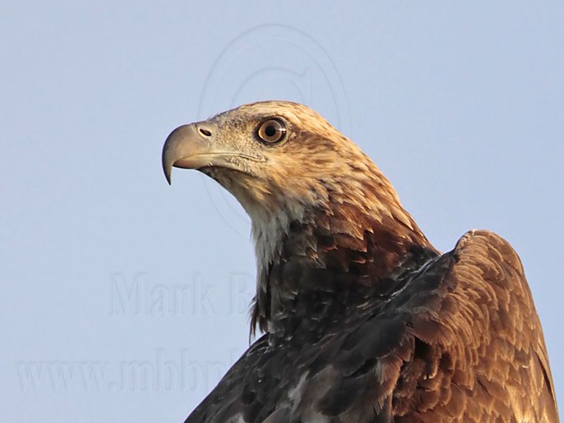 White-bellied Sea-Eagle_3392.jpg