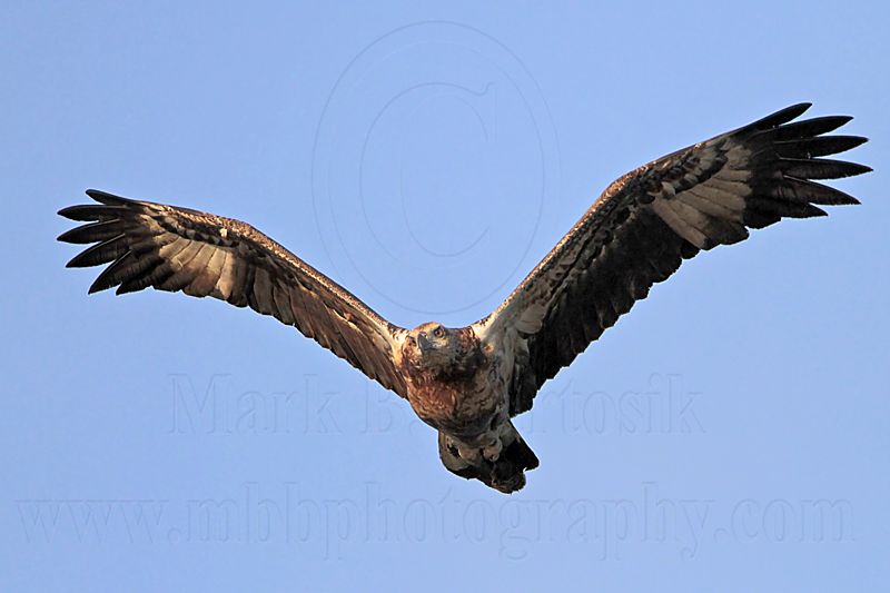 White-bellied Sea-Eagle_4203.jpg