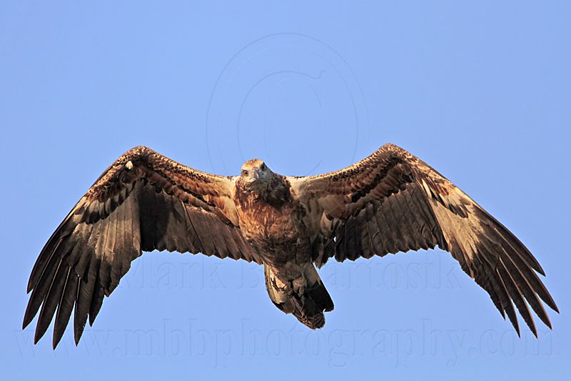White-bellied Sea-Eagle_4210.jpg