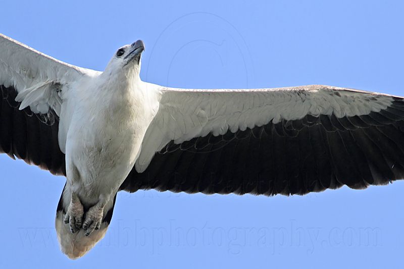 White-bellied Sea-Eagle_5442.jpg