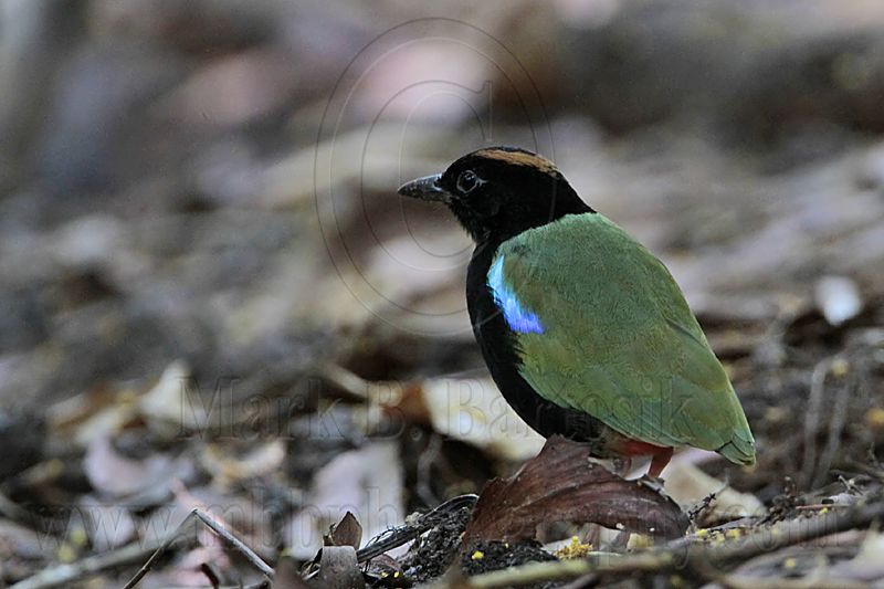 Rainbow Pitta_9091.jpg