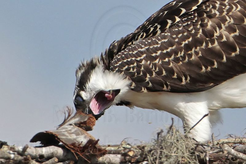 Osprey_4802crop.jpg