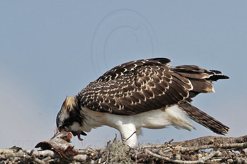 Osprey_4806.jpg