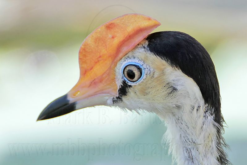 Comb-crested Jacana_1175.jpg