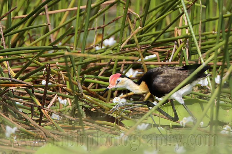 Comb-crested Jacana_2031.jpg
