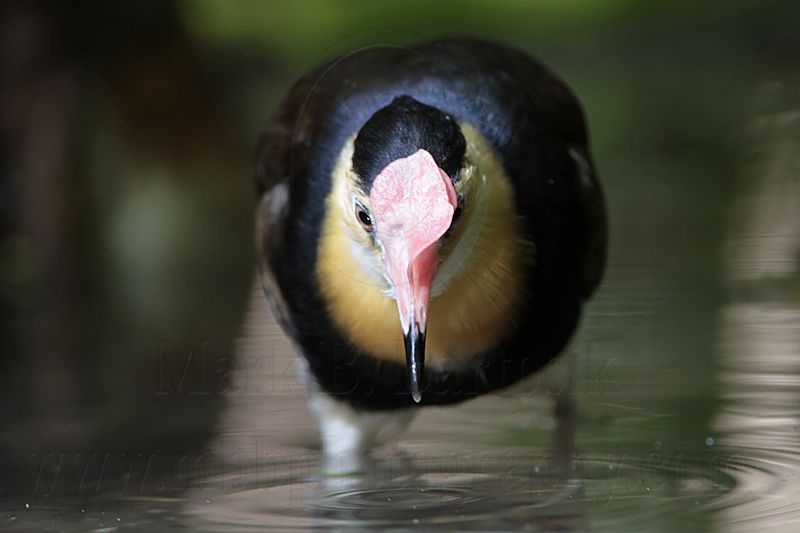 Comb-crested Jacana_9559.jpg