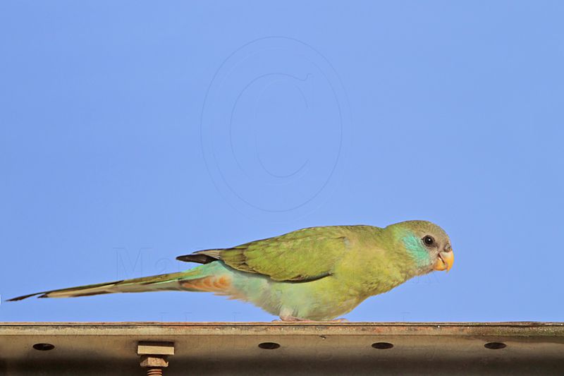 Hooded Parrot_5352.jpg