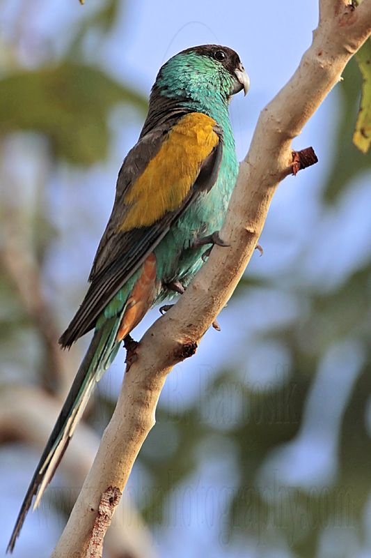 Hooded Parrot_5475.jpg