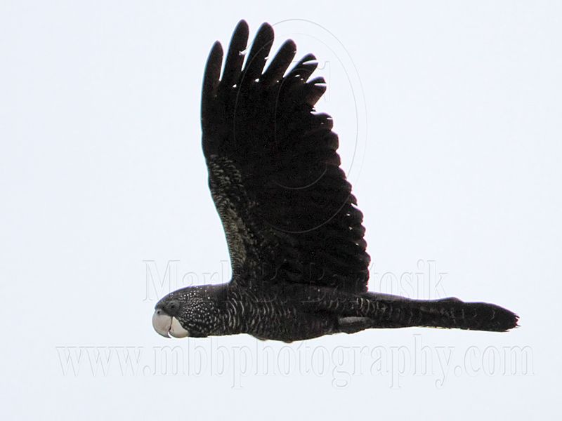 Red-tailed Black-Cockatoo_4509.jpg