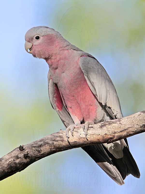 Galah_7285.jpg