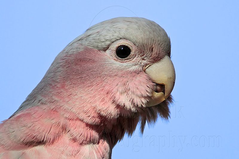 Galah_7357.jpg